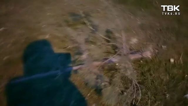 На Караульной горе срубили елочки (Красноярск)