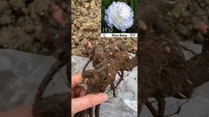 Распаковка 24 сортов пионов из Пулков сад.