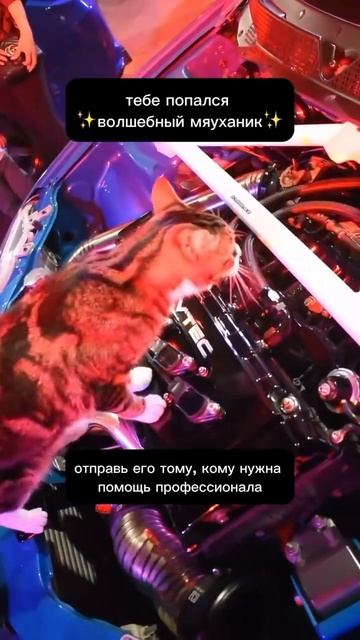 Оплата-на лапу 💸 мы в других социальных сетях-@exhst #авт смотреть онлайн