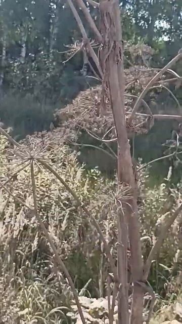 мощный борщевик смотреть онлайн