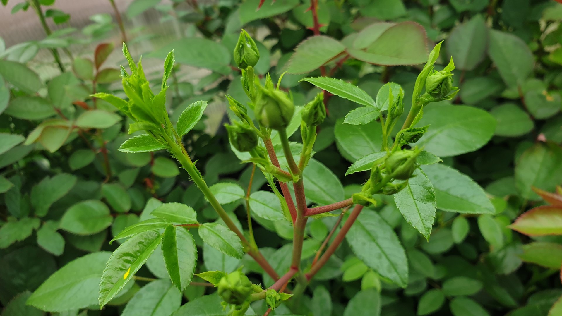 Почему в Подмосковье розы лучше сажать весной. Преимущества весенней посадки роз. смотреть онлайн