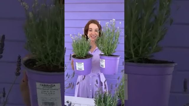 Обзор сортов лаванды💜 смотреть онлайн