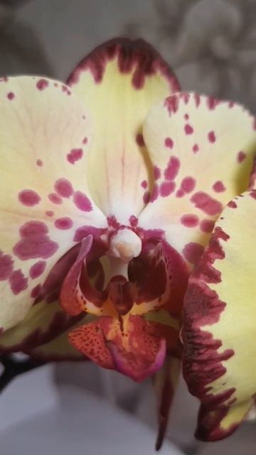 Miki Crown #phalenopsis #орхидеи #flowers #shortvideo #shorts #beautiful #miki смотреть онлайн