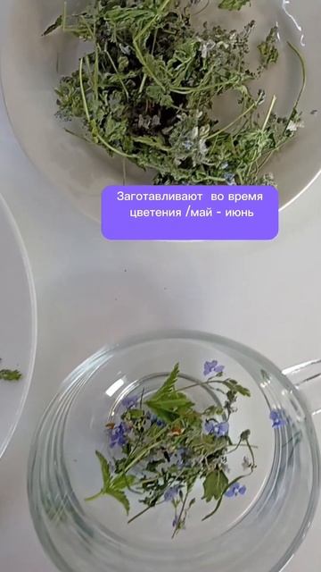 Вероника Дубравная/Дикая незабудка/ смотреть онлайн