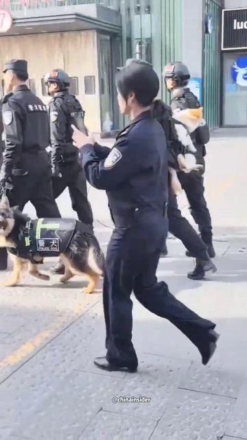 В Китае заступил на службу первый корги. Его зовут Фу З смотреть онлайн