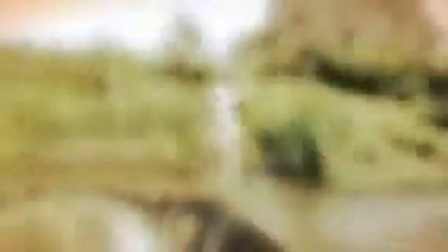 Сломанные цветы  (Created With @Magisto)