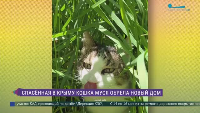Муся — везучая и мужественная: как чувствует себя в новой семье  самая любимая кошка всей страны