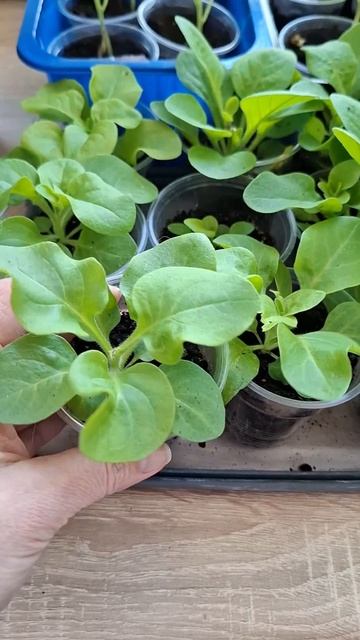 Похолодало. Пока рассада петуний, колокольчиков, перц? смотреть онлайн