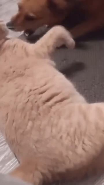 собака лучший друг человека смотреть онлайн