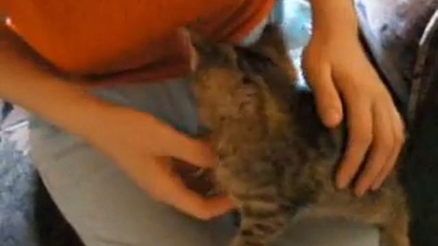 КОТ - КАБАЧОК смотреть онлайн