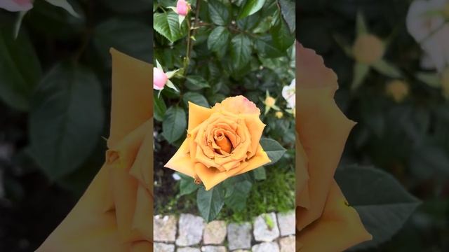 20.06.24’ цветение