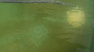 пылесос zx 50 для бассейна