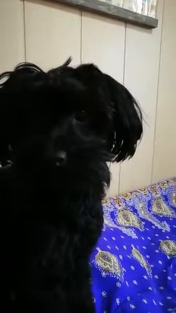 Моя собака любит шоколад смотреть онлайн