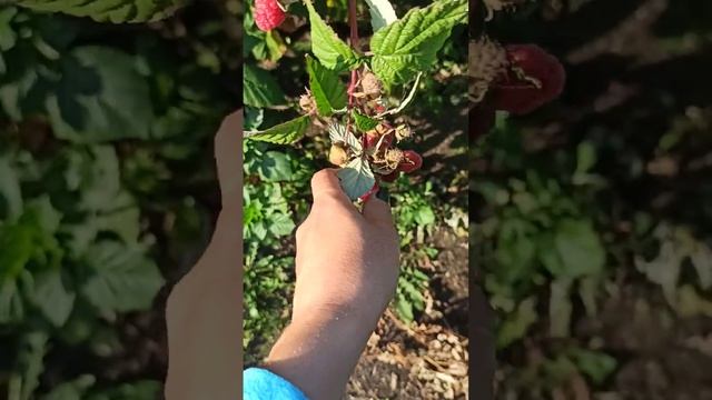 золотая осень❤❤❤❤ смотреть онлайн