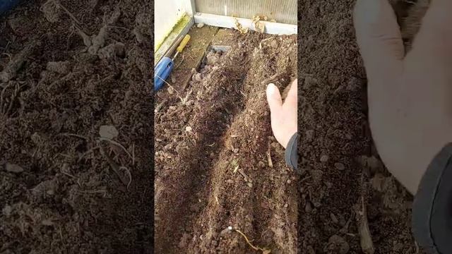 лук на рассаду в теплицу, 5 марта смотреть онлайн