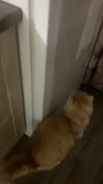 Хозяин открой холодильник.