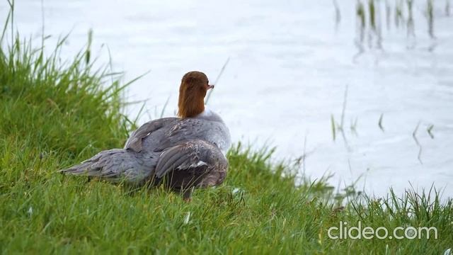 Смешная утка смотреть онлайн
