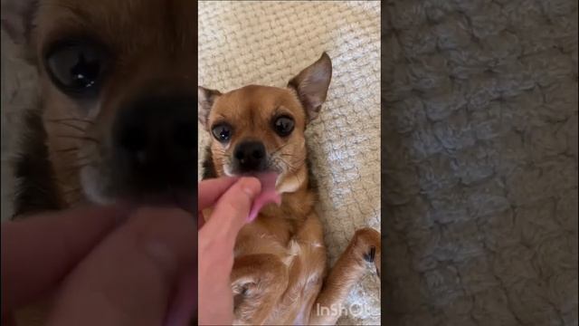 Собака ест банан и играет с игрушкой смотреть онлайн