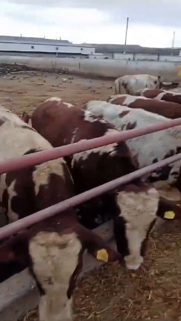 Бычки Сементал 400+кг,цена 1150 тенге за живой вес. +77778561857 смотреть онлайн