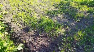 Сидераты для картофеля. Сколько их выращивать?