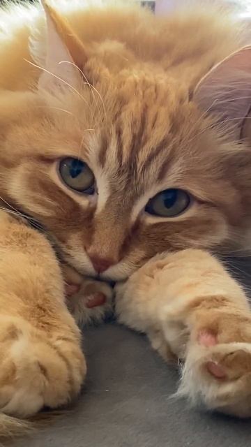 каждый день ем икру😻 смотреть онлайн