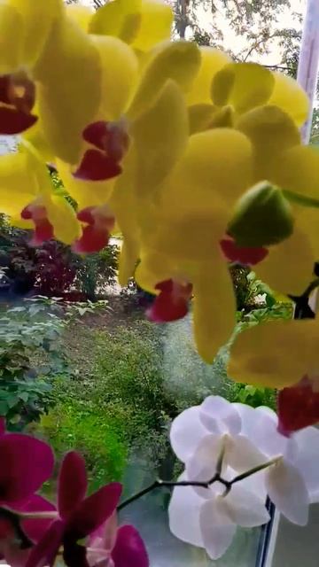 🌺🌺🌺#орхидеи 🌺🌺🌺#орхидеиуход 🌺#цветы🌺 #цветочн смотреть онлайн