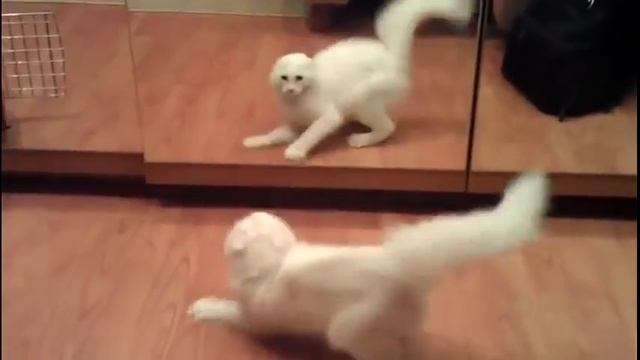 Самые смешные коты Кошачий испуг Funny animals смотреть онлайн