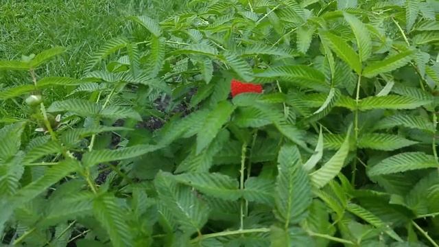 Скандинавская (Арктическая) малина. смотреть онлайн