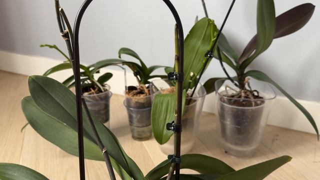 Как сформировать каскадом цветонос орхидеи? Каскадное цветение орхидеи фаленопсис 🌸🌿 смотреть онлайн