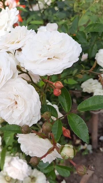 Роза Эвлалия Бередж. Обязательно повторю её в саду смотреть онлайн