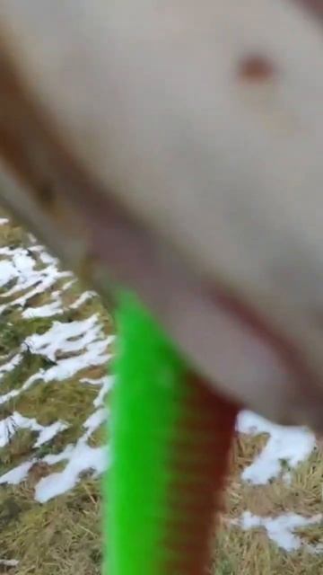 Щука на крупный силикон! Река Луга! 6 ноября) #крупнаящу смотреть онлайн