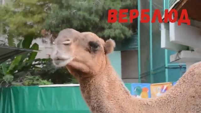 СОЧИ. Санаторий Октябрьский. Крутой зоопарк смотреть онлайн