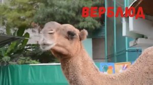 СОЧИ. Санаторий Октябрьский. Крутой зоопарк