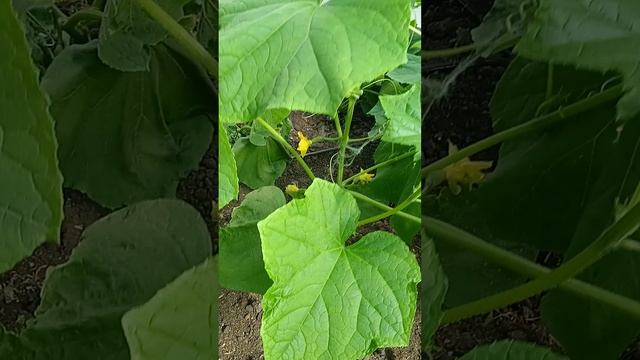 Что растет в теплице в мае