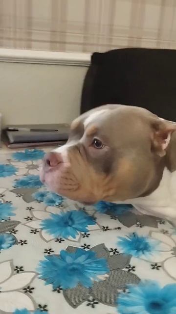 хозяин, есть хочу 😲 смотреть онлайн