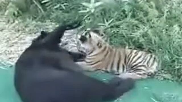 Тигр и пантера смотреть онлайн