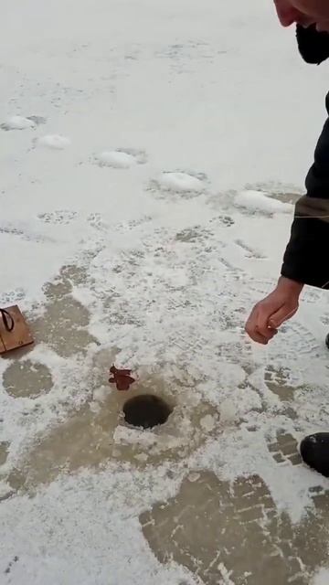 Зимняя рыбалка на жерлицы! смотреть онлайн