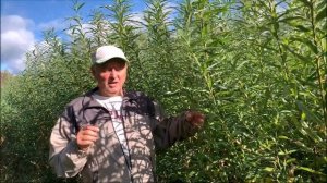 Живой прут (лоза) ива для плетения деревьев. Сорта ивы ?