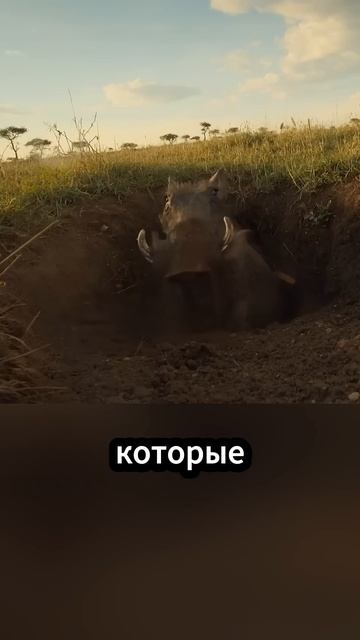 Львы охотятся на бородавочников – но есть ли у них пла смотреть онлайн