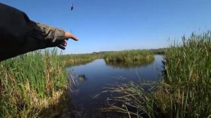 ЛОВЛЯ КАРАСЯ НА УКРОП. Рыбалка в камышах на поплавок.