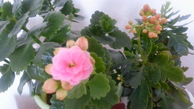 Татьянин день !!!! Поздравление студентов! !!!!