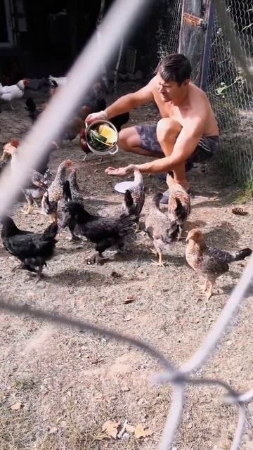 Любят ли куры шашлык? #мастерhouse #chickens смотреть онлайн