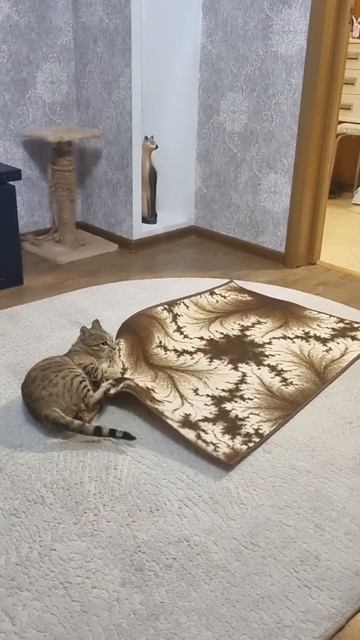 БЕГОВАЯ ДОРОЖКА ДЛЯ КОШКИ🐱 смотреть онлайн