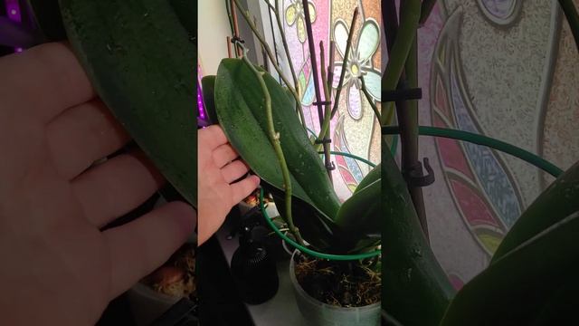 Орхидеи зимой. Жду роспуска моих любимиц смотреть онлайн