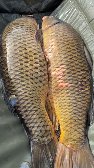 Подготовка огромных Карпов для фотосессии