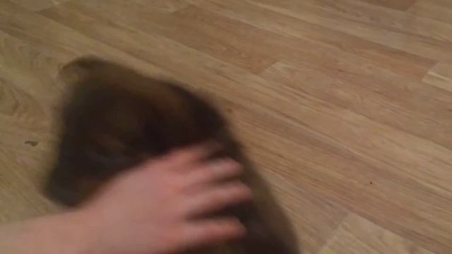 Какой породы щенок? / малыш хочет быть главным...))) смотреть онлайн