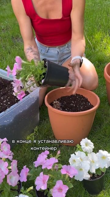 ИДЕАЛЬНЫЙ ГОРШОК ДЛЯ ПЕТУНИИ / подробности о пересадк? смотреть онлайн