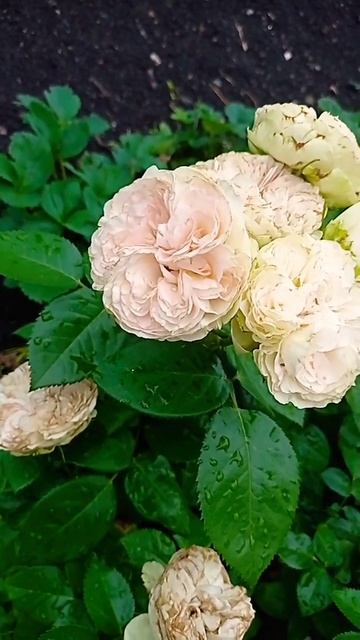 Роза Клер. #цветы #розы #ароматы #rose #flowers #дача #сад