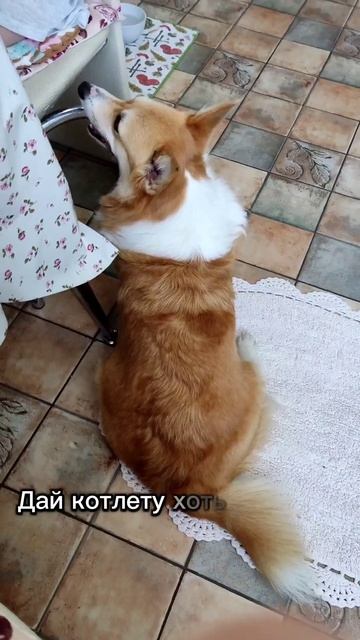 Я есть хочу всегда❤#корги #corgilove #corgi #собаки #pets #собака смотреть онлайн