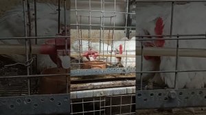 Содержание бройлеров в клетках